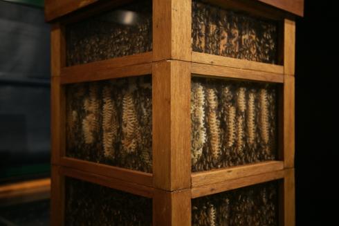 Bienenmuseum Kalmthout. Foto: Niels Gründel