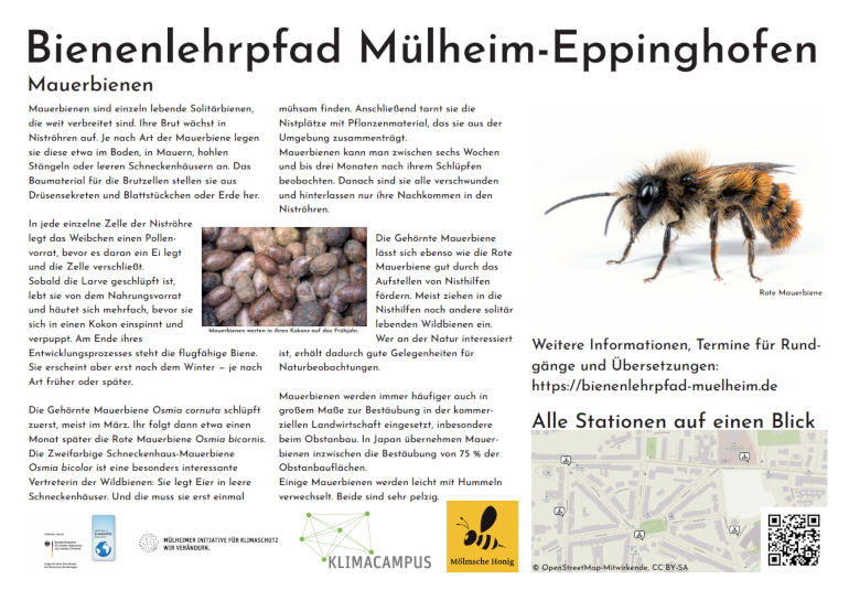 Bienenlehrpfad Mülheim-Eppinghofen, Mauerbienen