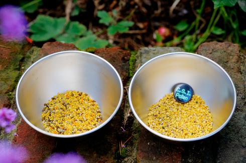 Gesammelter Pollen aus zwei Völkern für die europaweite Begleitung der wissenschaftlichen Studie  „C. S. I. Pollen“. Foto: Niels Gründel