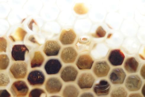 Wabenbau mit Pollen. Foto: Niels Gründel