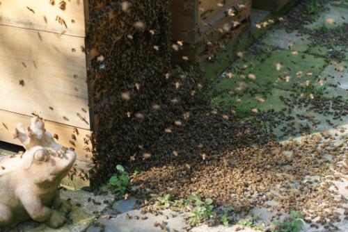 Bienschwarm vor Beute. Foto: Niels Gründel