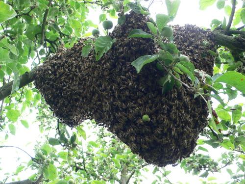 Bienenschwarm im Apfelbaum. Foto: Niels Gründel