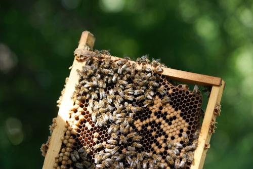 Wabe mit Bienen, Brut und Königin. Foto: Niels Gründel