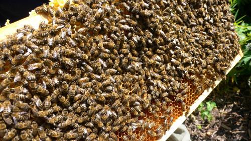 Wabe mit Bienen. Foto: Niels Gründel