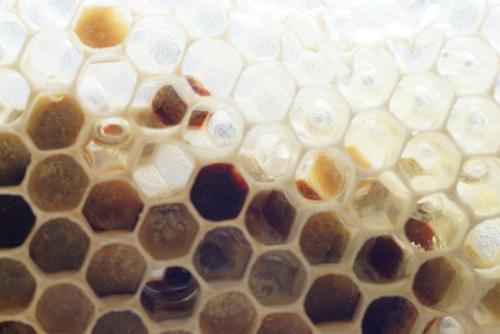 Bienenbrot: Pollen wird von den Bienen in Waben eingelagert und mit Honig sowie Drüsensekreten vermengt. Foto: Niels Gründel