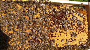 Wabe mit Bienen und Brut. Foto: Niels Gründel