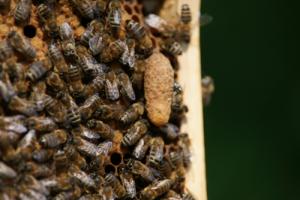 Wabe mit Bienen und Weiselzelle. Foto: Niels Gründel